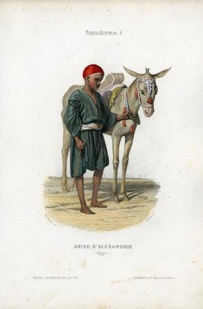 Amier d'Alexandrie